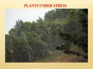 PLANTS UNDER STRESS
 
