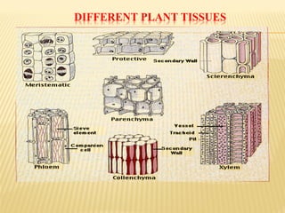 DIFFERENT PLANT TISSUES
 