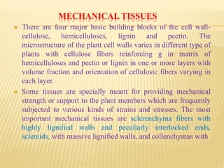 MECHANICAL TISSUES
 There are four major basic building blocks of the cell wall-
cellulose, hemicelluloses, lignin and pectin. The
microstructure of the plant cell walls varies in different type of
plants with cellulose fibers reinforcing g in matrix of
hemicelluloses and pectin or lignin in one or more layers with
volume fraction and orientation of cellulosic fibers varying in
each layer.
 Some tissues are specially meant for providing mechanical
strength or support to the plant members which are frequently
subjected to various kinds of strains and stresses. The most
important mechanical tissues are sclerenchyma fibers with
highly lignified walls and peculiarly interlocked ends,
sclereids, with massive lignified walls, and collenchymas with
 