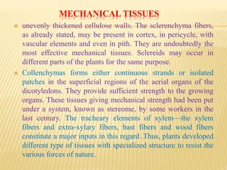 MECHANICAL TISSUES
 unevenly thickened cellulose walls. The sclerenchyma fibers,
as already stated, may be present in cortex, in pericycle, with
vascular elements and even in pith. They are undoubtedly the
most effective mechanical tissues. Sclereids may occur in
different parts of the plants for the same purpose.
 Collenchymas forms either continuous strands or isolated
patches in the superficial regions of the aerial organs of the
dicotyledons. They provide sufficient strength to the growing
organs. These tissues giving mechanical strength had been put
under a system, known as stereome, by some workers in the
last century. The tracheary elements of xylem—the xylem
fibers and extra-xylary fibers, bast fibers and wood fibers
constitute a major inputs in this regard .Thus, plants developed
different type of tissues with specialized structure to resist the
various forces of nature.
 