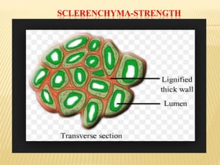 SCLERENCHYMA-STRENGTH
 