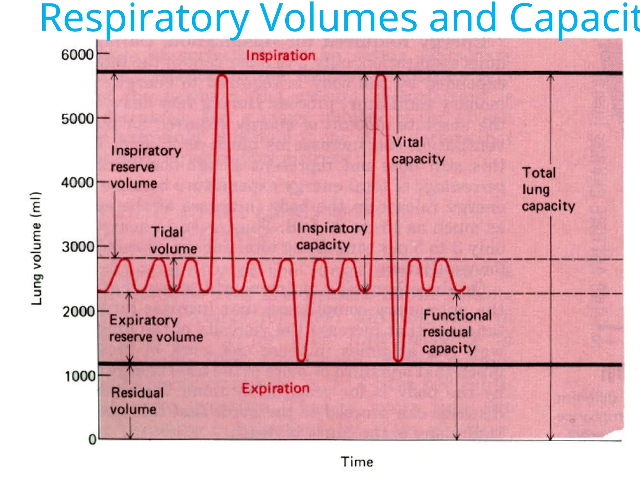 Respiratory Volumes and Capacit
 