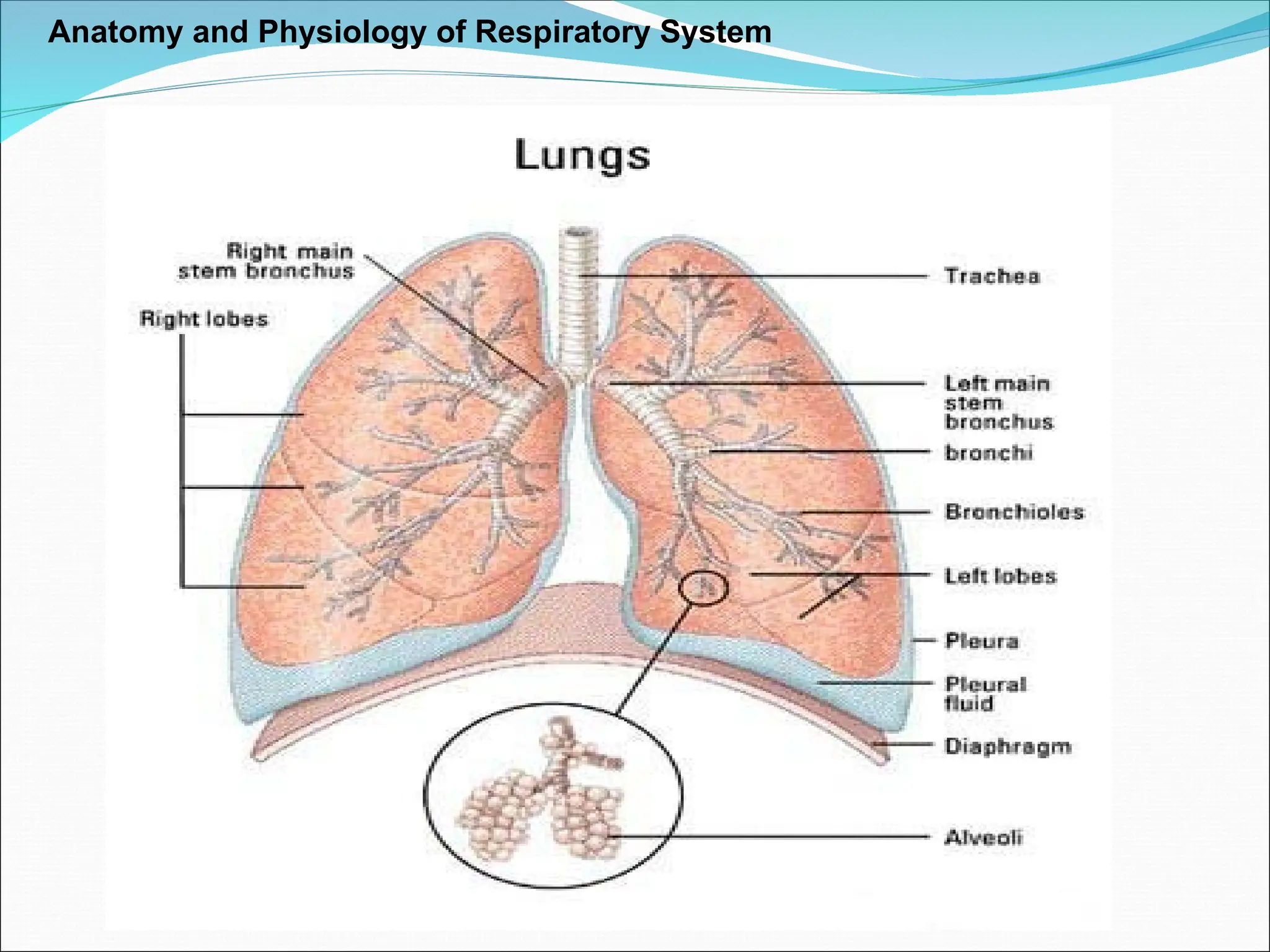 Anatomy and Physiology of Respiratory System
 