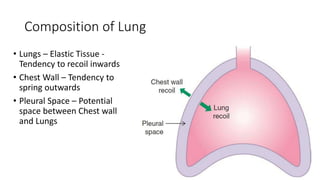 Composition of Lung
• Lungs – Elastic Tissue -
Tendency to recoil inwards
• Chest Wall – Tendency to
spring outwards
• Pleural Space – Potential
space between Chest wall
and Lungs
 