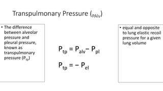 Transpulmonary Pressure (PAlv)
• The difference
between alveolar
pressure and
pleural pressure,
known as
transpulmonary
pressure (Ptp)
• equal and opposite
to lung elastic recoil
pressure for a given
lung volume
Ptp = Palv− Ppl
Ptp = − Pel
 