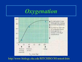 Oxygenation
http://www.biology.eku.edu/RITCHISO/301notes6.htm
 