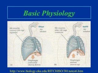 Basic Physiology
http://www.biology.eku.edu/RITCHISO/301notes6.htm
 