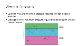 Alveolar Pressures
• Opening Pressure: minimum pressure required to open a closed
alveolus
• Closing Pressure: minimum pressure required within an open alveolus
to keep it open
 