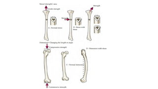 Bone Static MECHANICS OF BONE,Structure of long Bone and Viscoelasticity.ppt