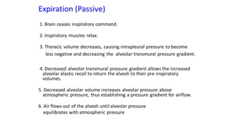 Mechanics of breathing for mbbs students1 .pdf