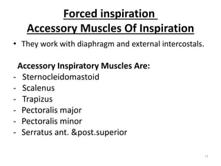 Forced inspiration
Accessory Muscles Of Inspiration
11
• They work with diaphragm and external intercostals.
Accessory Inspiratory Muscles Are:
- Sternocleidomastoid
- Scalenus
- Trapizus
- Pectoralis major
- Pectoralis minor
- Serratus ant. &post.superior
 