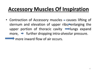 Accessory Muscles Of Inspiration
12
• Contraction of Accessory muscles causes lifting of
sternum and elevation of upper ribs, enlarging the
upper portion of thoracic cavity lungs expand
more, further dropping intra-alveolar pressure.
more inward flow of air occurs.
 