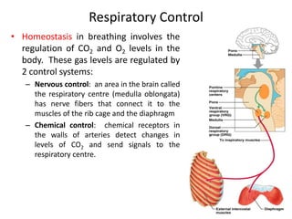 Respiratory Control
• Homeostasis in breathing involves the
regulation of CO2 and O2 levels in the
body. These gas levels are regulated by
2 control systems:
– Nervous control: an area in the brain called
the respiratory centre (medulla oblongata)
has nerve fibers that connect it to the
muscles of the rib cage and the diaphragm
– Chemical control: chemical receptors in
the walls of arteries detect changes in
levels of CO2 and send signals to the
respiratory centre.
 