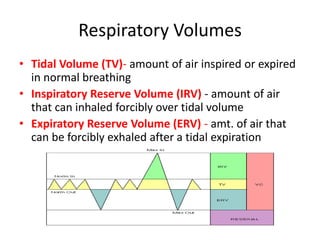 Respiratory Volumes
• Tidal Volume (TV)- amount of air inspired or expired
in normal breathing
• Inspiratory Reserve Volume (IRV) - amount of air
that can inhaled forcibly over tidal volume
• Expiratory Reserve Volume (ERV) - amt. of air that
can be forcibly exhaled after a tidal expiration
 