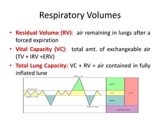 Respiratory Volumes
• Residual Volume (RV): air remaining in lungs after a
forced expiration
• Vital Capacity (VC): total amt. of exchangeable air
(TV + IRV +ERV)
• Total Lung Capacity: VC + RV = air contained in fully
inflated lung
 