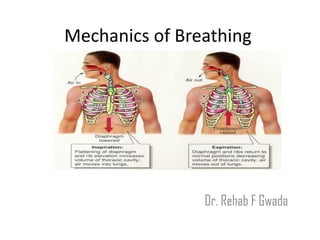 Mechanics of Breathing
Dr. Rehab F Gwada
 