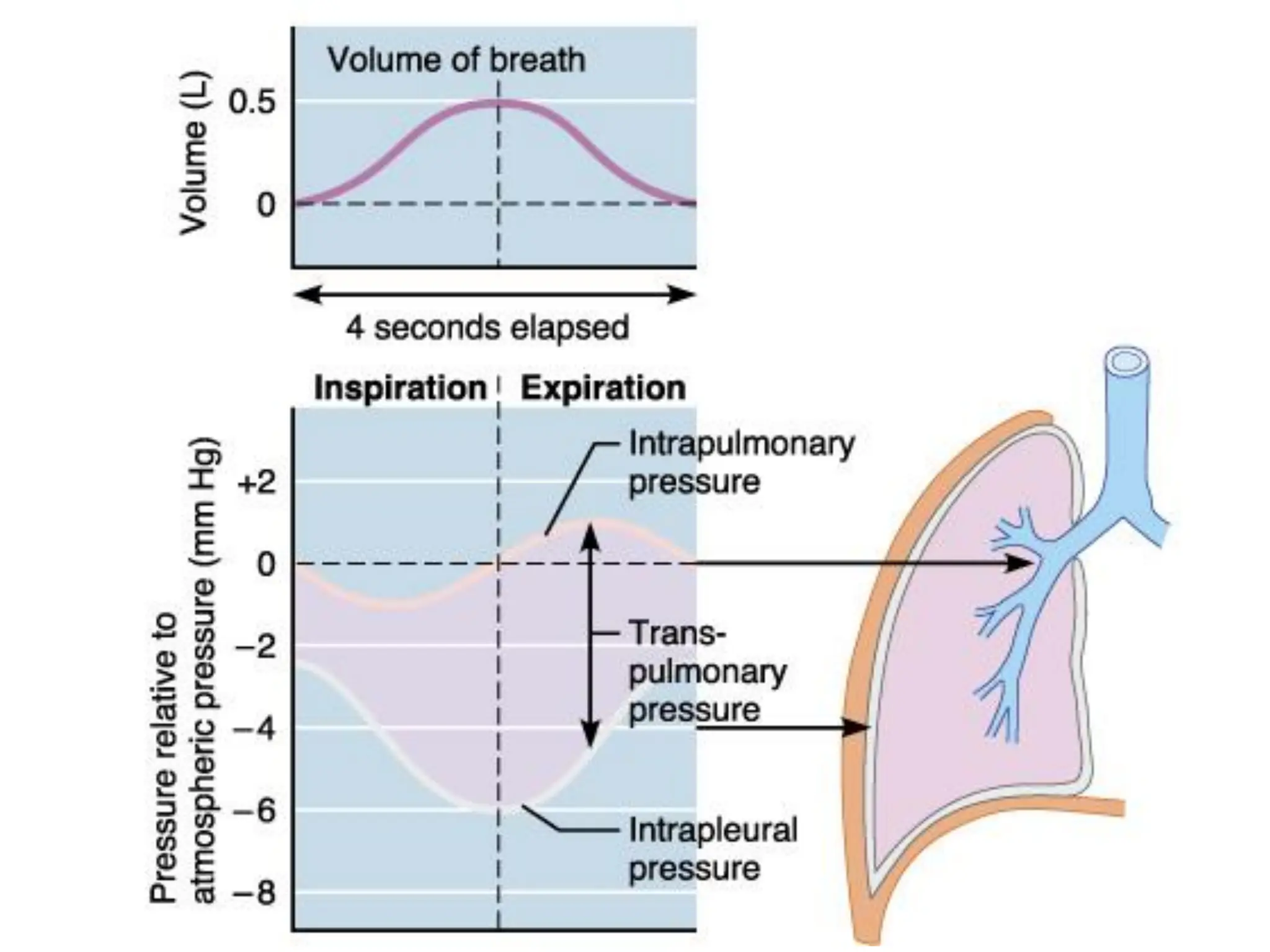 Mechanics of Breathing Pulmonary Ventilation Physiology 16 11 2018 pdf