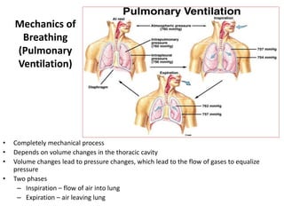 Mechanics of
Breathing
(Pulmonary
Ventilation)
• Completely mechanical process
• Depends on volume changes in the thoracic cavity
• Volume changes lead to pressure changes, which lead to the flow of gases to equalize
pressure
• Two phases
– Inspiration – flow of air into lung
– Expiration – air leaving lung
 