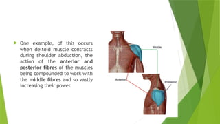 Muscle Powers Examples Mechanics of Forces,Work,Energy,Power.pptx
