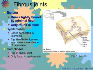 Fibrous joints <ul><li>Suture </li></ul><ul><ul><li>Bones tightly bound by minimal fiber </li></ul></ul><ul><ul><li>Only f...