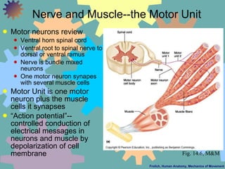 Nerve and Muscle--the Motor Unit <ul><li>Motor neurons review </li></ul><ul><ul><li>Ventral horn spinal cord </li></ul></u...