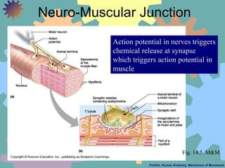 Neuro-Muscular Junction Frolich, Human Anatomy, Mechanics of Movement Action potential in nerves triggers chemical release...