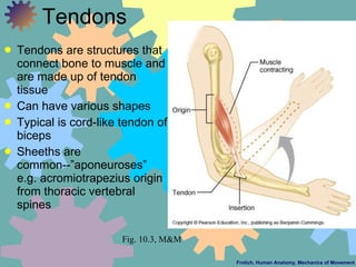 Tendons <ul><li>Tendons are structures that connect bone to muscle and are made up of tendon tissue </li></ul><ul><li>Can ...