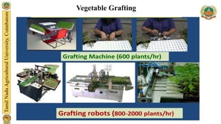 Vegetable Grafting
 