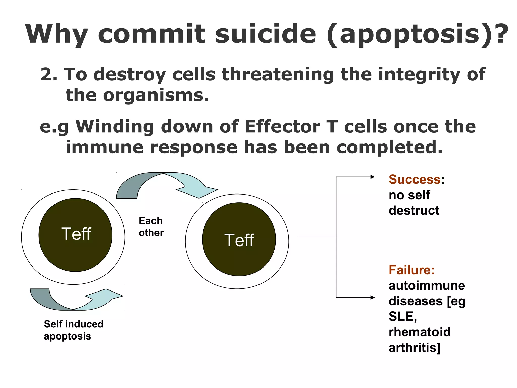 Mechanism cell deaths | PPT