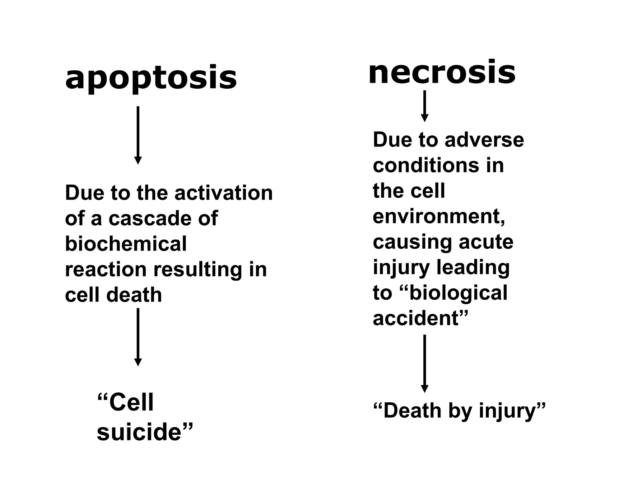 Mechanism cell deaths | PPT
