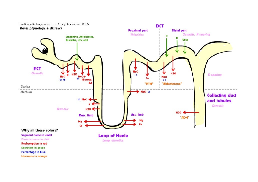 Mechanism Of Hypokalemia In Magnesium Deficiency