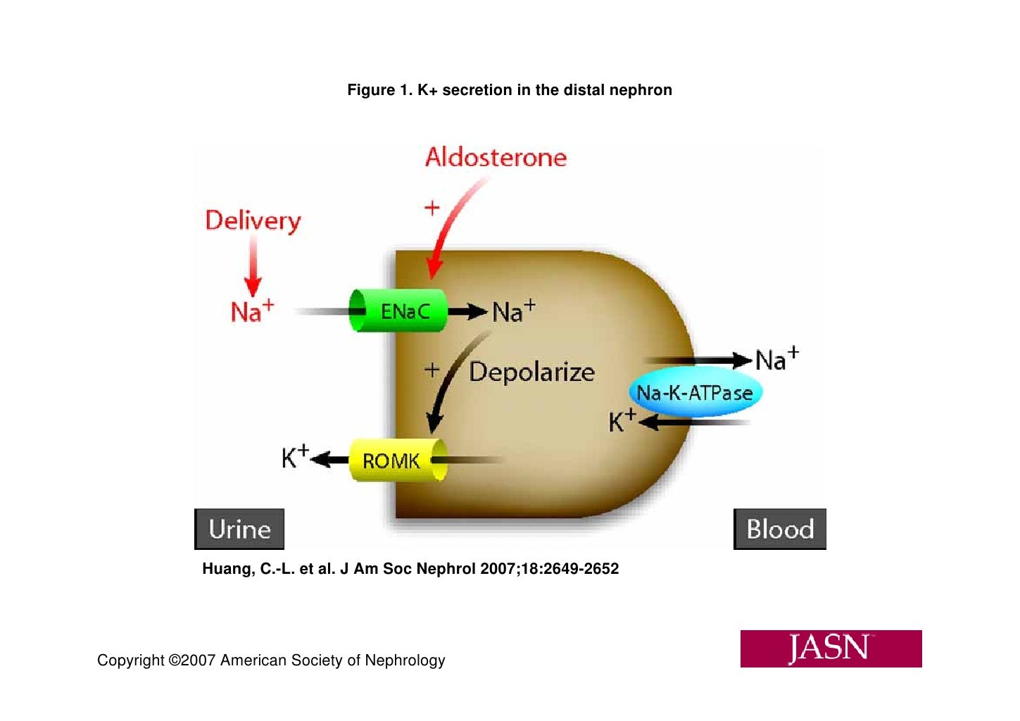 Mechanism Of Hypokalemia In Magnesium Deficiency