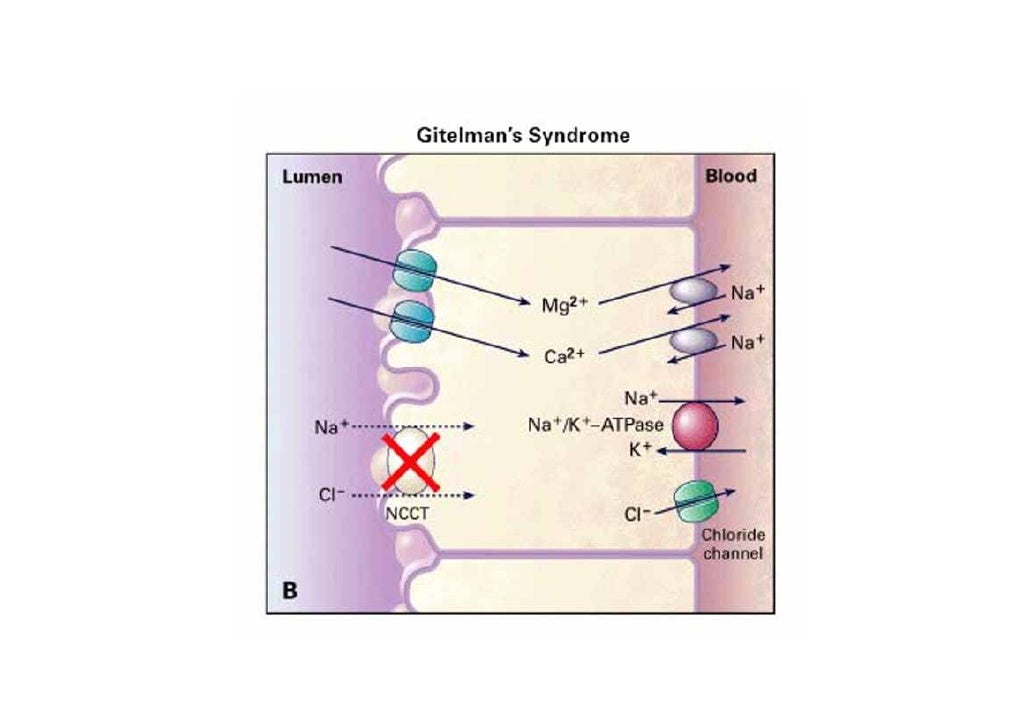 Mechanism Of Hypokalemia In Magnesium Deficiency