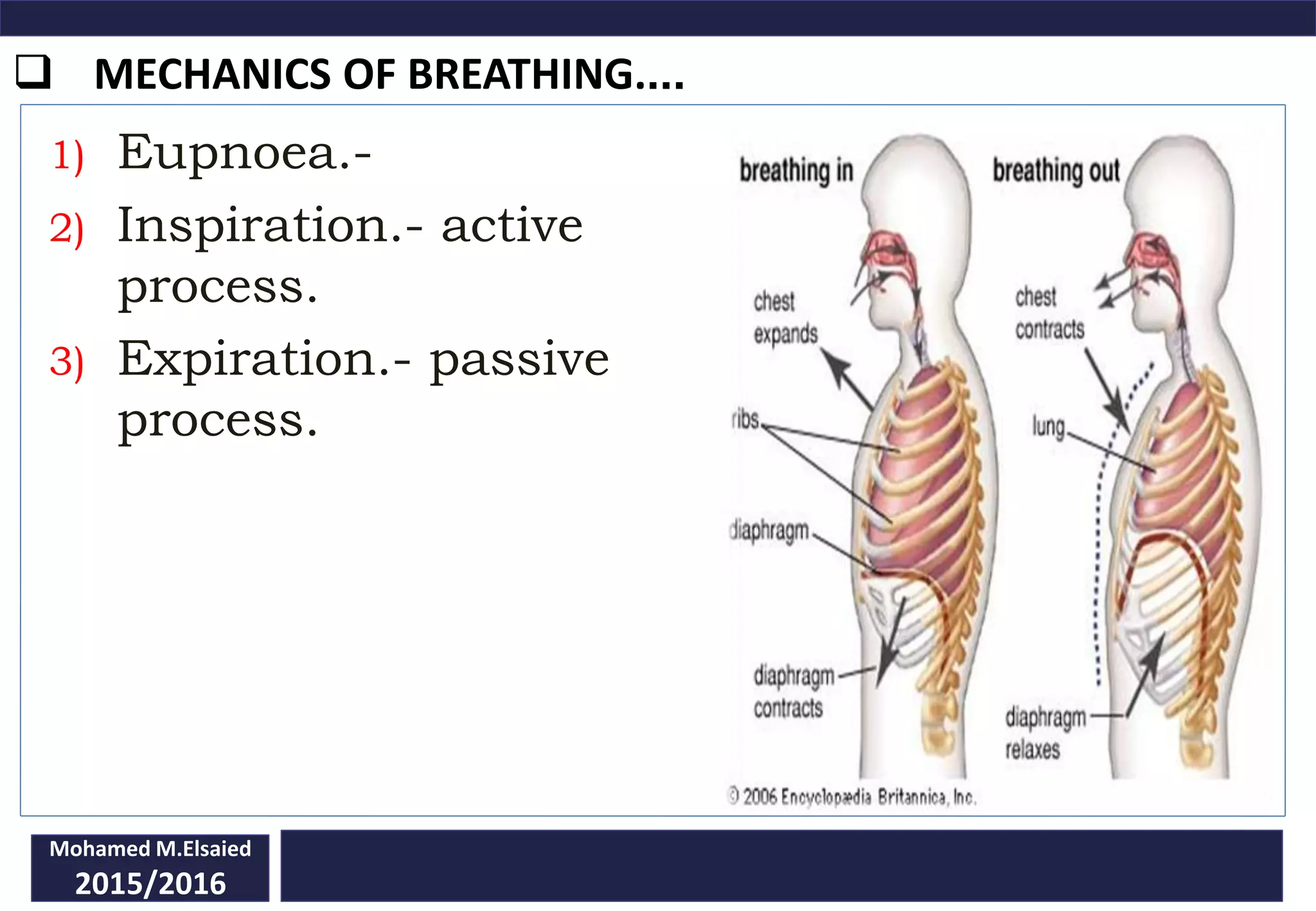  MECHANICS OF BREATHING....
Mohamed M.Elsaied
2015/2016
1) Eupnoea.-
2) Inspiration.- active
process.
3) Expiration.- passive
process.
 