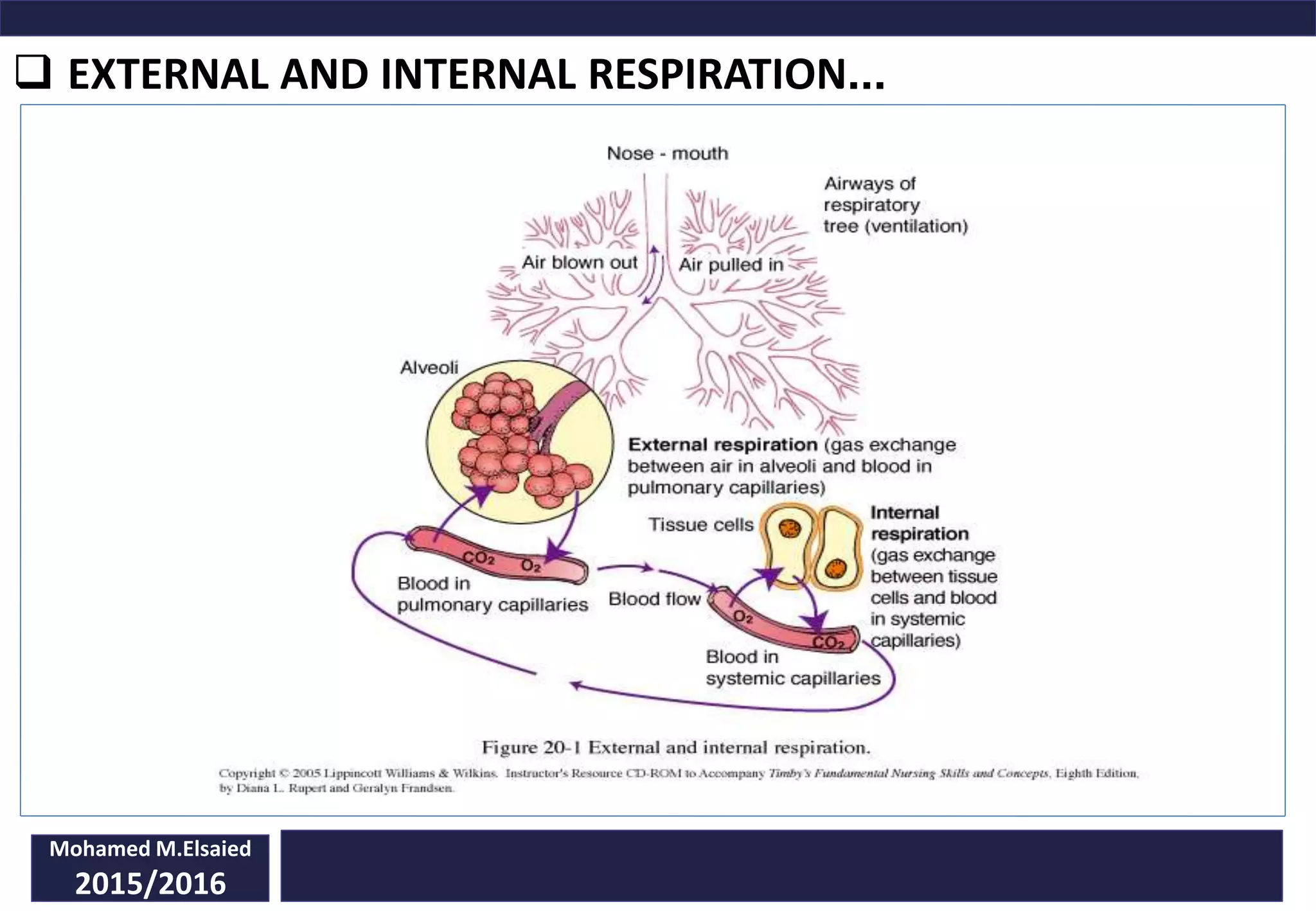  EXTERNAL AND INTERNAL RESPIRATION...
Mohamed M.Elsaied
2015/2016
 