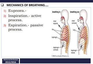  MECHANICS OF BREATHING....
Mohamed M.Elsaied
2015/2016
1) Eupnoea.-
2) Inspiration.- active
process.
3) Expiration.- passive
process.
 
