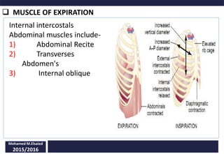  MUSCLE OF EXPIRATION
Mohamed M.Elsaied
2015/2016
Internal intercostals
Abdominal muscles include-
1) Abdominal Recite
2) Transverses
Abdomen's
3) Internal oblique
 