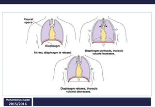 Mohamed M.Elsaied
2015/2016
 