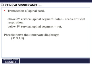  CLINICAL SIGNIFICANCE…..
Mohamed M.Elsaied
2015/2016
 Transaction of spinal cord.
above 3rd cervical spinal segment- fatal – needs artificial
respiration.
below 5th cervical spinal segment – not,
Phrenic nerve that innervate diaphragm
( C 3,4,5)
 