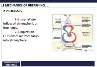  MECHANICS OF BREATHING....
Mohamed M.Elsaied
2015/2016
2 PROCESSES
1-) Inspiration-
Inflow of atmospheric air
into lungs.
2-) Expiration-
Outflow of air from lungs
into atmosphere.
 