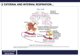  EXTERNAL AND INTERNAL RESPIRATION...
Mohamed M.Elsaied
2015/2016
 