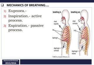 Mechanism of-respiration