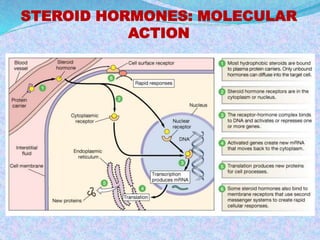 STEROID HORMONES: MOLECULAR 
ACTION 
 