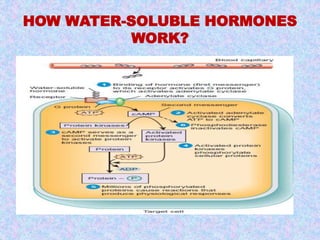 HOW WATER-SOLUBLE HORMONES 
WORK? 
 