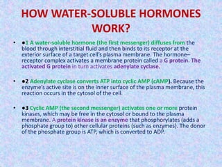 HOW WATER-SOLUBLE HORMONES 
WORK? 
• ●1 A water-soluble hormone (the first messenger) diffuses from the 
blood through interstitial fluid and then binds to its receptor at the 
exterior surface of a target cell’s plasma membrane. The hormone– 
receptor complex activates a membrane protein called a G protein. The 
activated G protein in turn activates adenylate cyclase. 
• ●2 Adenylate cyclase converts ATP into cyclic AMP (cAMP). Because the 
enzyme’s active site is on the inner surface of the plasma membrane, this 
reaction occurs in the cytosol of the cell. 
• ●3 Cyclic AMP (the second messenger) activates one or more protein 
kinases, which may be free in the cytosol or bound to the plasma 
membrane. A protein kinase is an enzyme that phosphorylates (adds a 
phosphate group to) other cellular proteins (such as enzymes). The donor 
of the phosphate group is ATP, which is converted to ADP. 
 