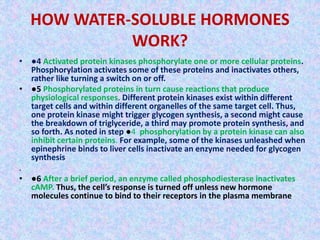 HOW WATER-SOLUBLE HORMONES 
WORK? 
• ●4 Activated protein kinases phosphorylate one or more cellular proteins. 
Phosphorylation activates some of these proteins and inactivates others, 
rather like turning a switch on or off. 
• ●5 Phosphorylated proteins in turn cause reactions that produce 
physiological responses. Different protein kinases exist within different 
target cells and within different organelles of the same target cell. Thus, 
one protein kinase might trigger glycogen synthesis, a second might cause 
the breakdown of triglyceride, a third may promote protein synthesis, and 
so forth. As noted in step ●4 phosphorylation by a protein kinase can also 
inhibit certain proteins. For example, some of the kinases unleashed when 
epinephrine binds to liver cells inactivate an enzyme needed for glycogen 
synthesis 
. 
• ●6 After a brief period, an enzyme called phosphodiesterase inactivates 
cAMP. Thus, the cell’s response is turned off unless new hormone 
molecules continue to bind to their receptors in the plasma membrane 
 