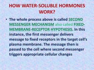 HOW WATER-SOLUBLE HORMONES 
WORK? 
• The whole process above is called 
also called 
. In this 
instance, the first messenger delivers 
message to fixed receptors in the target cell’s 
plasma membrane. The message then is 
passed to the cell where second messenger 
triggers appropriate cellular changes 
 