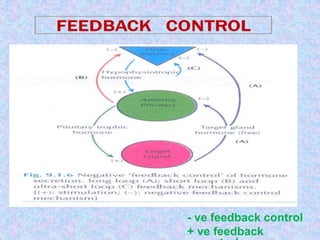 - ve feedback control 
+ ve feedback 
control 
 