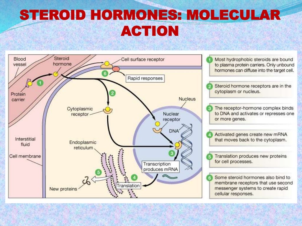 Mechanism & action hormone