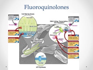 Anti Tubercular Drugs - Mechanism of Action and Adverse effects | PPTX
